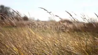 Stock Footage - Autumn Yellow Dry Stalks On Wind | VideoHive