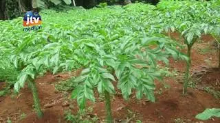 MADIUN - 100 Ribu Perkilo, Porang Semakin Menggiurkan Petani