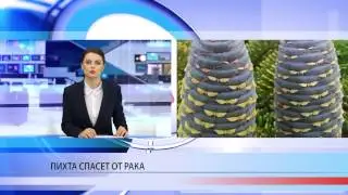 Пихта против онкологии
