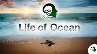 High Quality Stereo Ocean Sounds Of Rolling Waves For Deep Sleeping