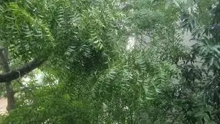 ASMR rain sound for relaxation | meditation sounds|relaxing |asmr