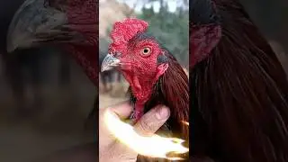 Rawatan Kandang 