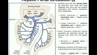 Anatomy | Hepatic Portal Circulation EXPLAINED