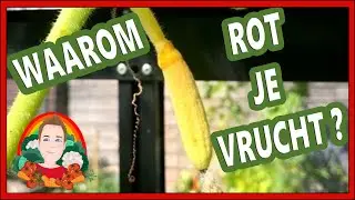 WAAROM ROT JE VRUCHT AAN DE PLANT? | Moestuin vlog 161 |