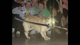 doggo.mp4