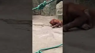 relax with wildlife animals #shorts #wildlife #animals #zoo #tiger #lion #otherwildlifeanimals