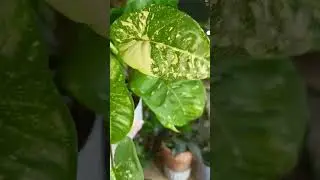 Сингониум панда 😍 #plants #комнатныерастения #красота #ароидные #растения #коллекция