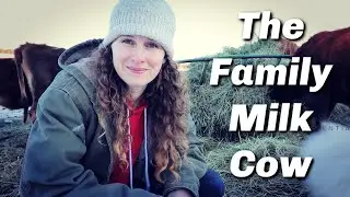 Family Milk Cow | What Does it Actually Cost to Keep One?