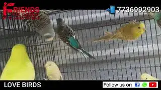 Love Birds