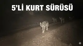KURT SÜRÜSÜ ! MUHTEŞEM FOTOKAPAN KONTROLÜ !