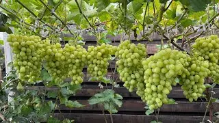 Protecting table grapes with bags. Protection against wasps and birds.