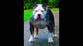Is This a XL American Bully? XL Bully Knowledge Test!#xlbully#americanbully#shorts#yt#fypage#share