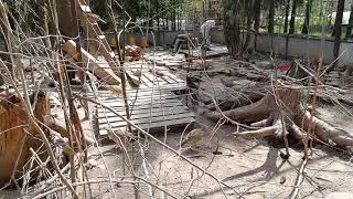 Фазанчики