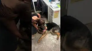 Dante getting loved on