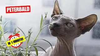 Il gatto Peterbald - Il gatto senza pelo - In 1 Minuto!