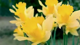 Spring Dreams Tulips and Daffodils.