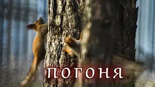 Red squirrel / Обыкновенная белка /