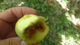 Инжир .Узбекский Жёлтый. О вкусе. 22