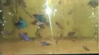 Betta splendens