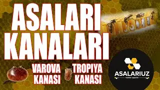 Asalari kanalari. Varova va tropiya kanalari xaqida. Davolash va oldini olish