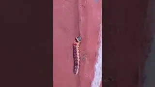 гусеница ночной бабочки