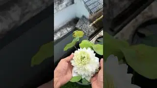 #garden #houseplants #jishnuuthaman #home