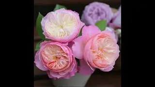 Роза Constance. Роза Остина. Что в имени твоем?! Часть 51.