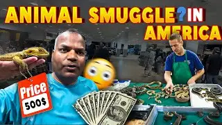 Snake Market in USA कोबरा सांफ कितने का मिलता है