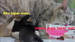 Kucing lucu bikin gemes, anak kebelet nyusu, induk makan lahap #kucingimut
