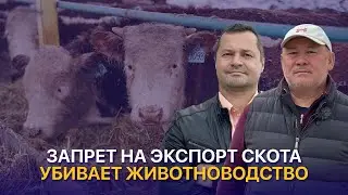 Животноводство ведут к дефолту. Чем опасен запрет на экспорт скота — Болат Бекбердинов