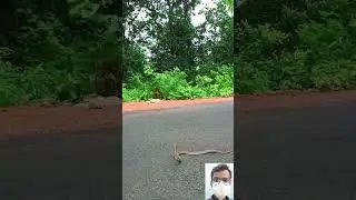viral snake video || 🔥🤯😱 #shorts #shortfeed #short