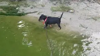 щенок ягдтерьера знакомство с водой