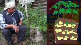 How to grow POTATOES IN a BAG! A unique method of growing potatoes!│Bashinkom