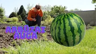 DARŽO NAUJIENOS - ARBŪZŲ AUGINIMAS