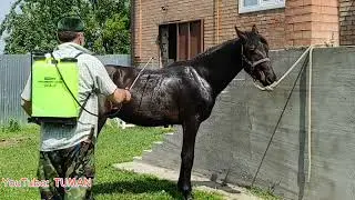 Лахиб и Арифа, обработка от клопов и клеще. Лошади , жеребец Кобыла , Туман.