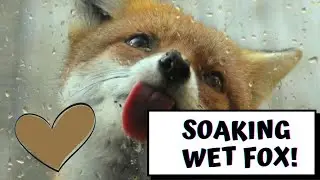 Cute Wet Fox Eats During Storm