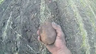 Копаю картошку 2022
