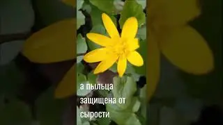 Чистяк весенний #shorts