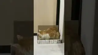 УКРОТИТЕЛЬ КОРОБОК