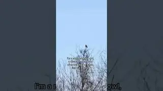 Northern Hawk Owl 