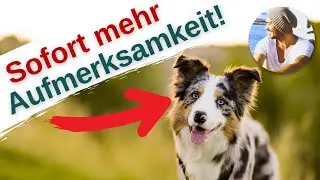 So achtet dein Hund sofort auf dich! 3 Tipps für deinen Spaziergang🐶💯