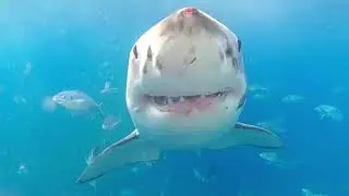 10 Shark Diving Gone Wrong