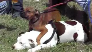 Puppy Love!