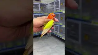 parrot dancing minecraft  #usa #canada #viralpost #famous #trendingnow #trendingvideo #trending