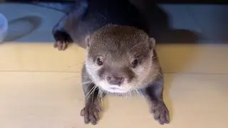 足に違和感のあったカワウソの最終報告！ Final report on the otter who had discomfort in his legs!
