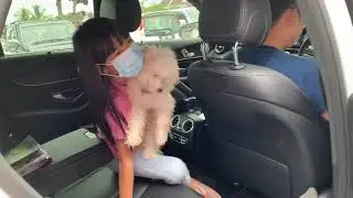 【Moochi’s Vlog】Dog’s Hair Cut Day . I almost cannot recognize him !