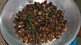 Exotic food ginataan kuhol