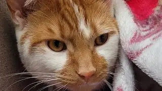 This is my cat
