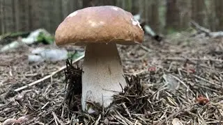 БЕЛЫЕ ГРИБЫ РАСТУТ В ЖАРУ И ЗАСУХУ! ОТЛИЧИЕ ШАМПИНЬОНА ОТ ПОГАНОК! ХОРОШАЯ ПРОГУЛКА ПО ГРИБЫ!