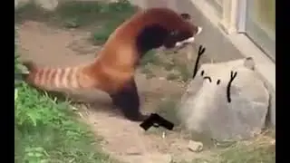 Руки вверх, пушистик